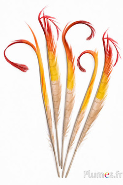 Goldfasan - gebleicht - 27-30 cm - creme-gelb-rot